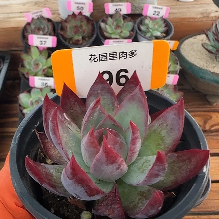 96 惊鸿仙子多肉植物