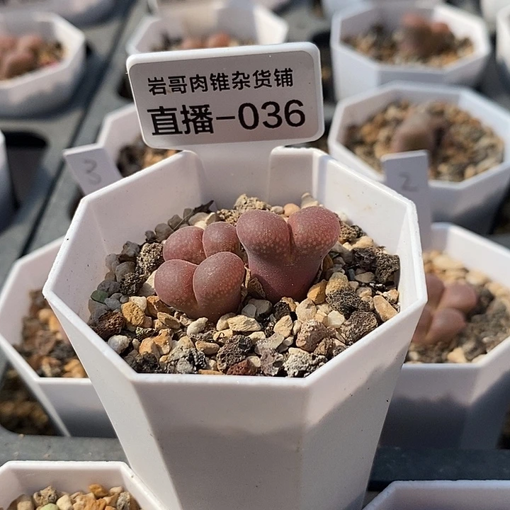 AP种源SE肯哈德3头群