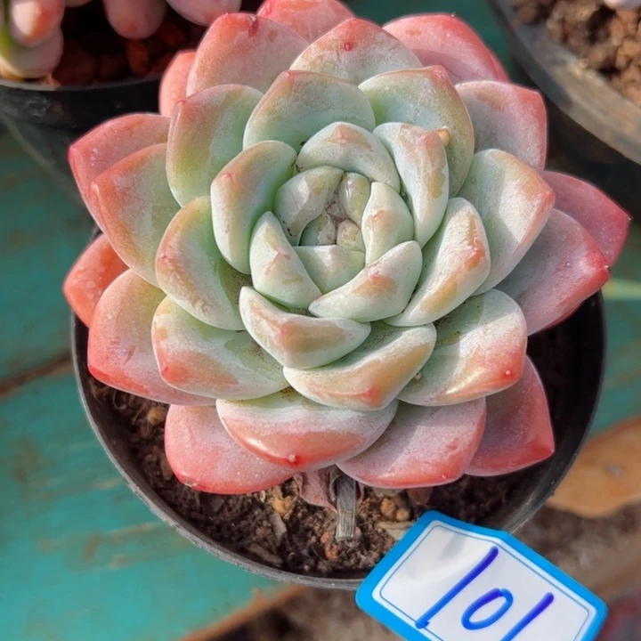 101冰玉平平安安健健康康