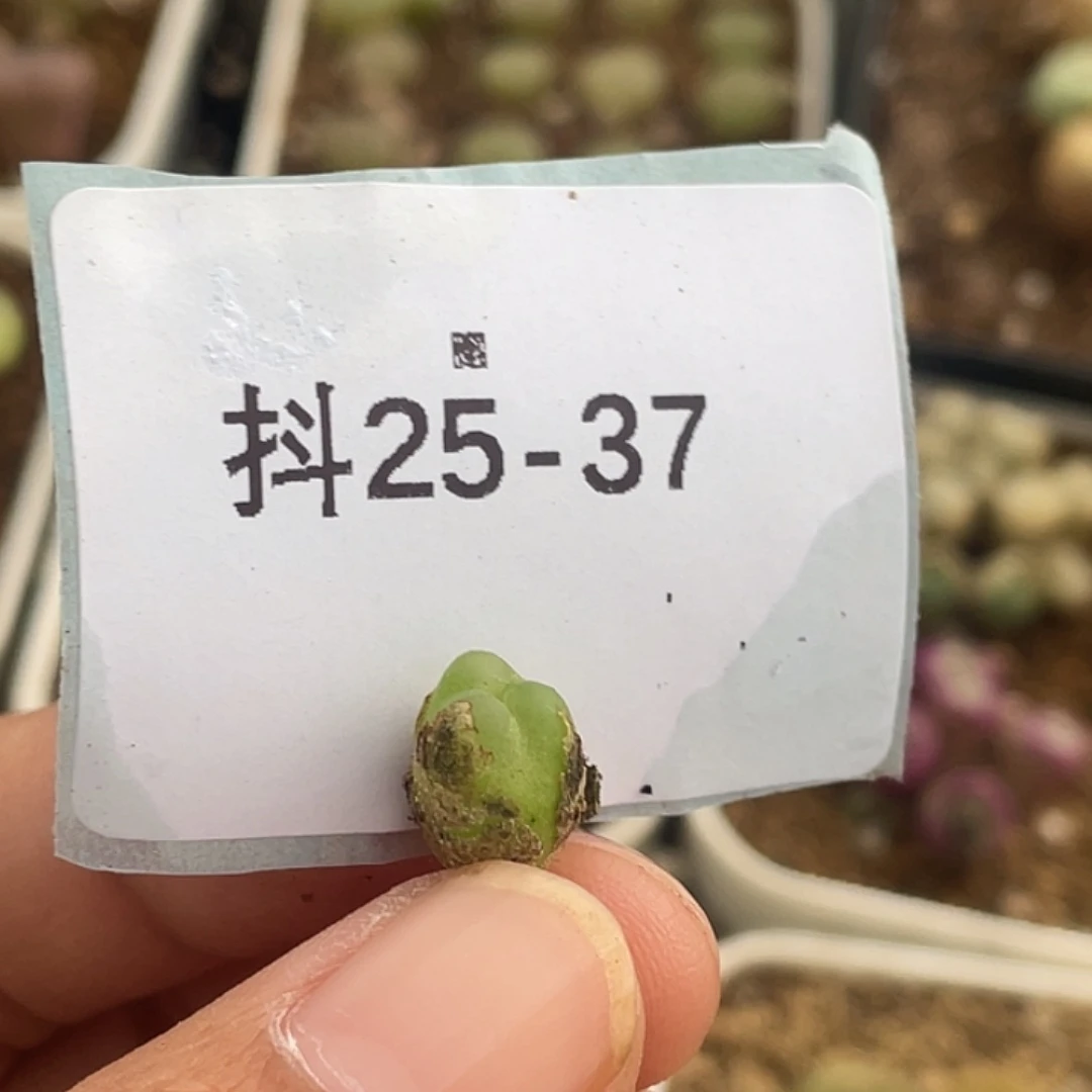 5**925-37小拉登多肉植物