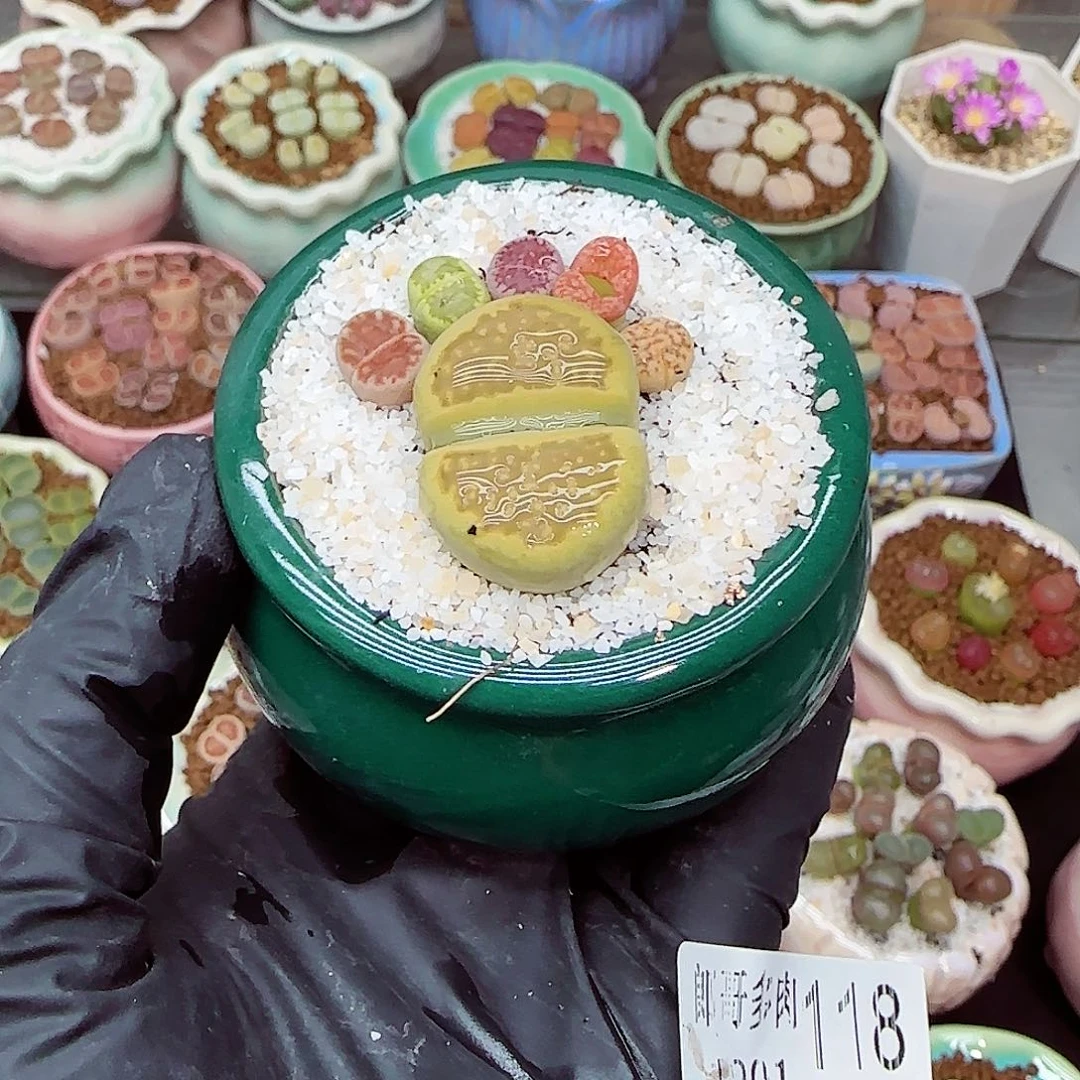 生石花满18包邮1201-118