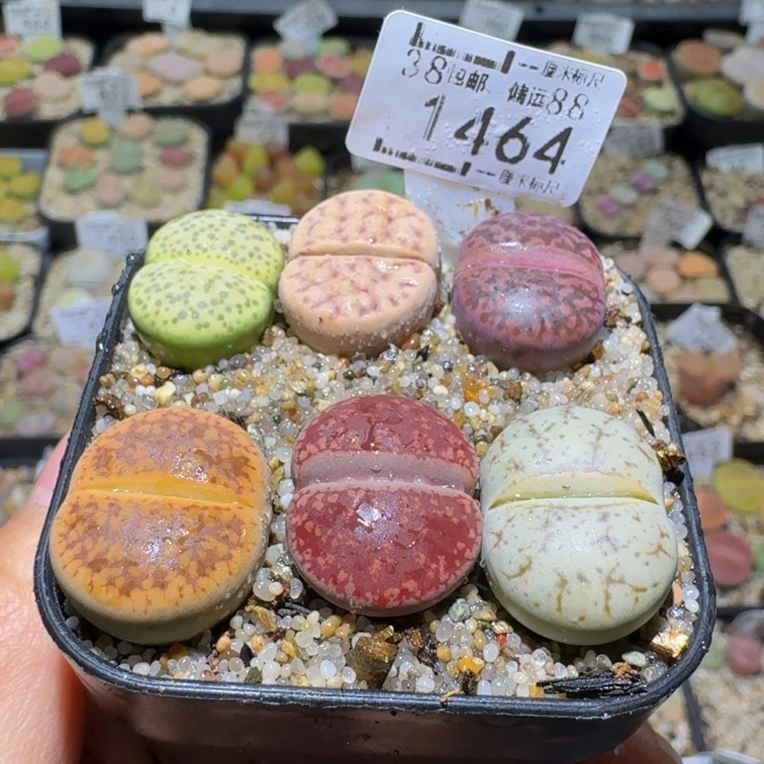 Ssss清棚价便宜1464