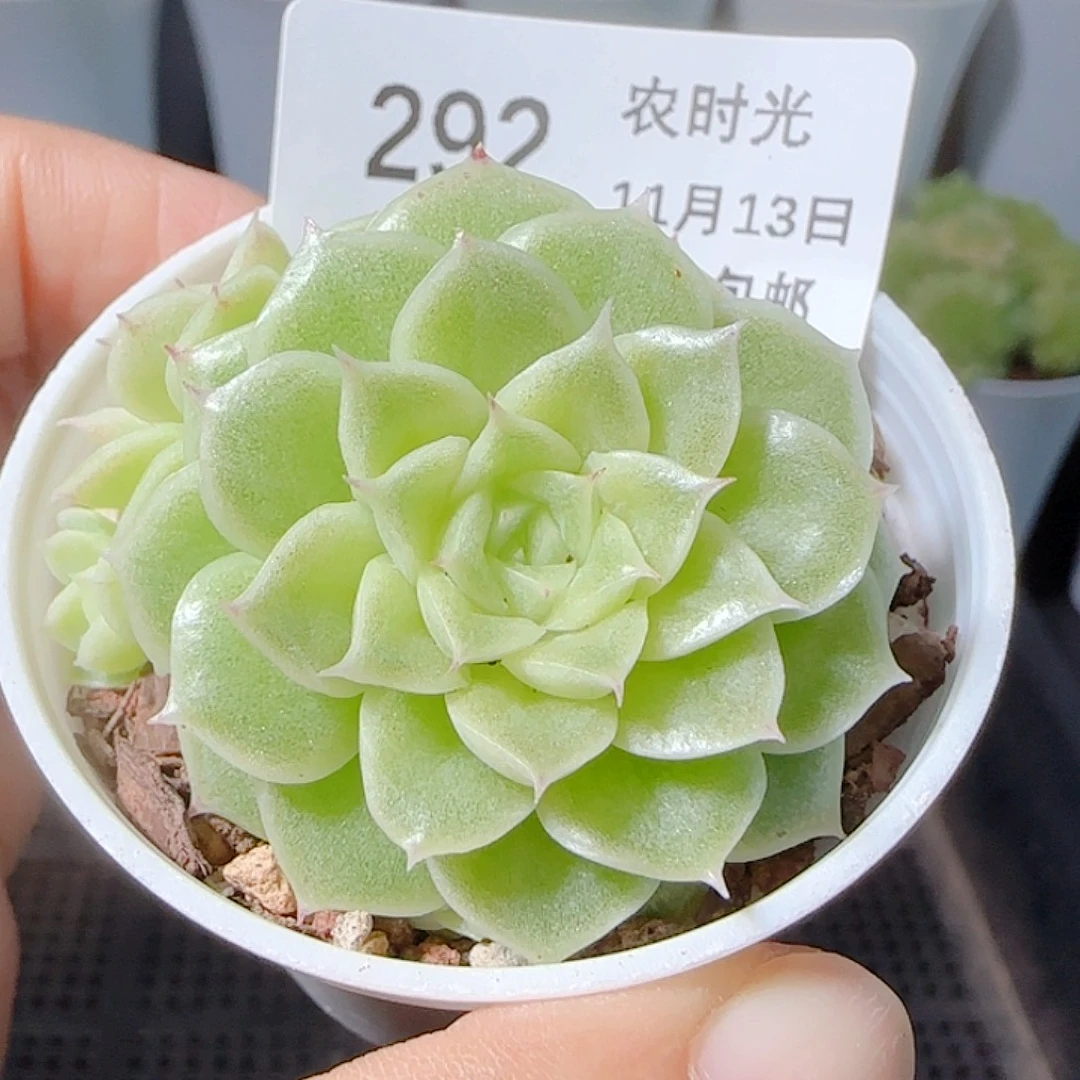 1113-292优选麦杆