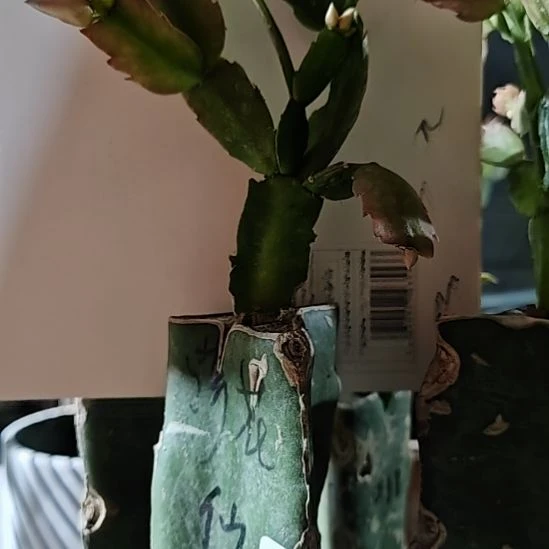 荷花仙子嫁接零度之上包邮684
