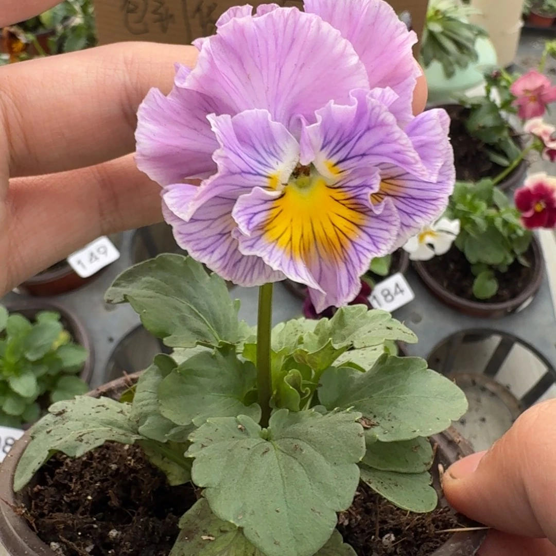 大部分花苞少量开放209