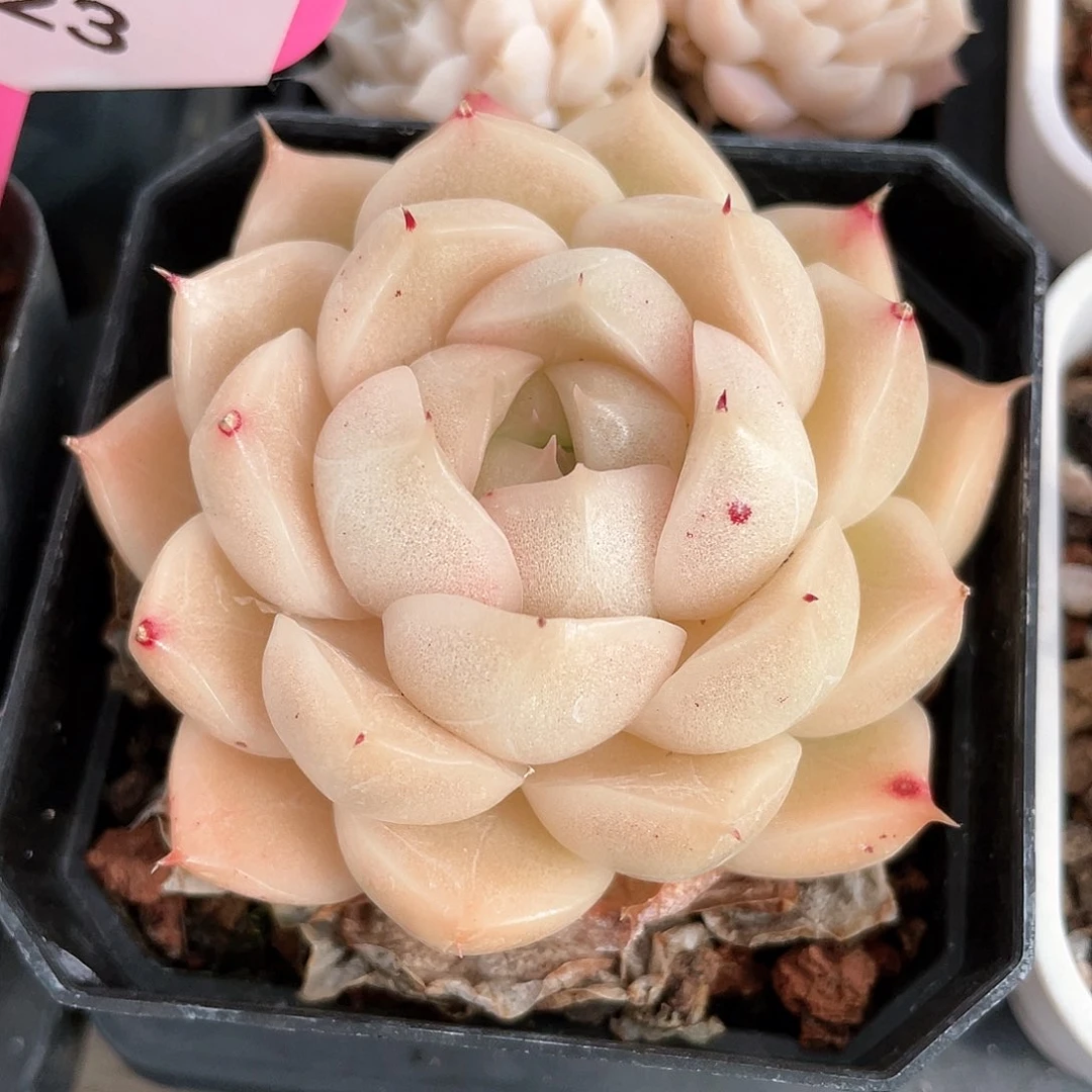 优选麦秆福利8786