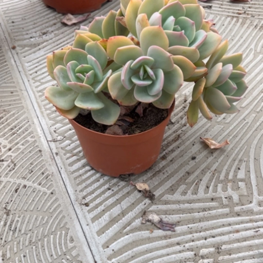 【闪购商品】未**瞳白凤