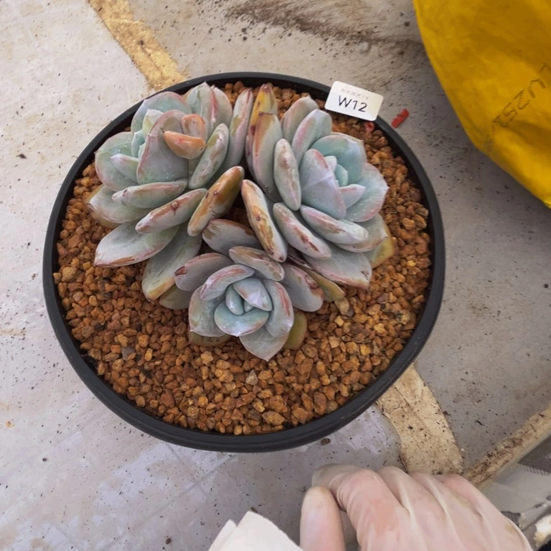 w12奶茶群生呀呀呀呀