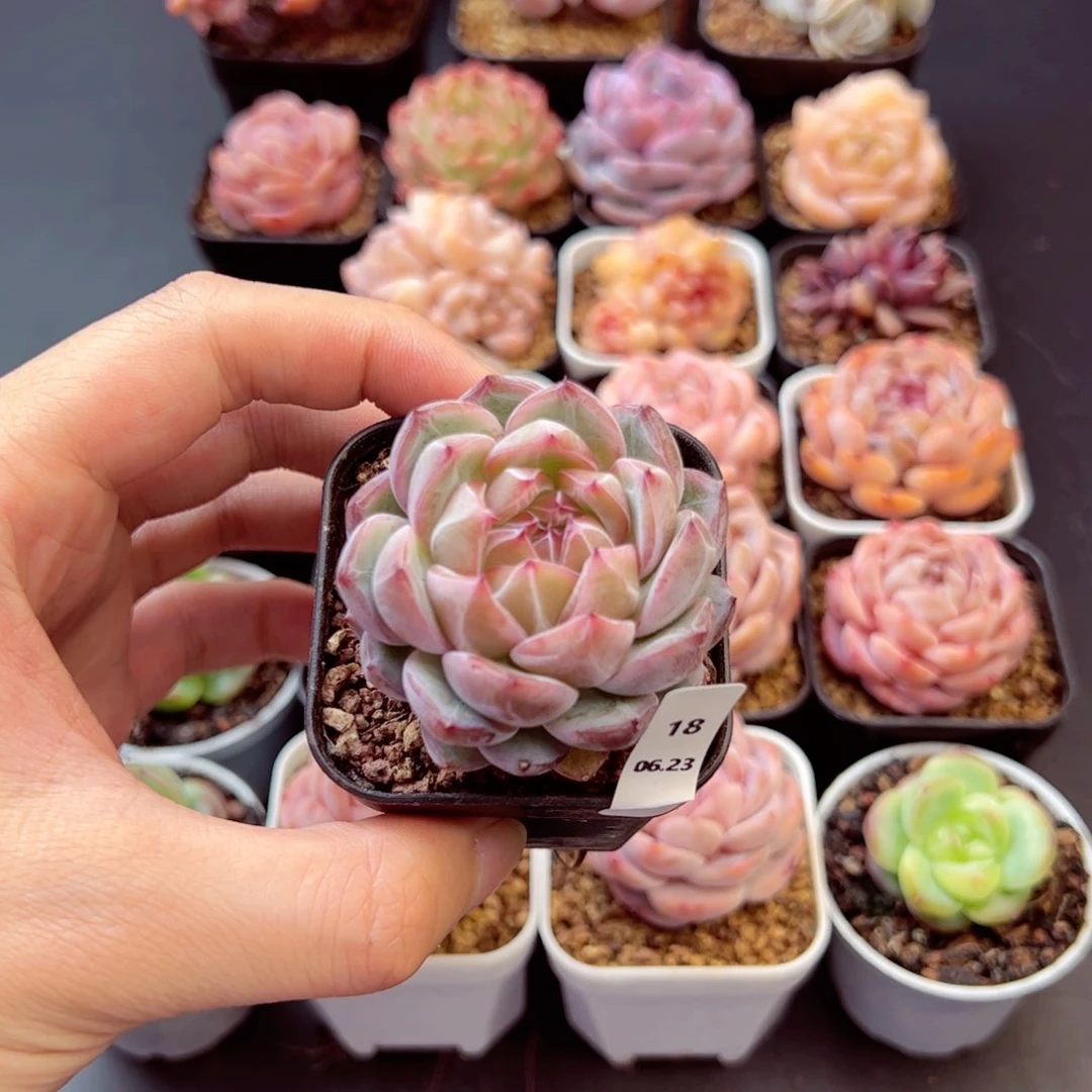 西***瓜雪花18、哈哈哈哈哈哈