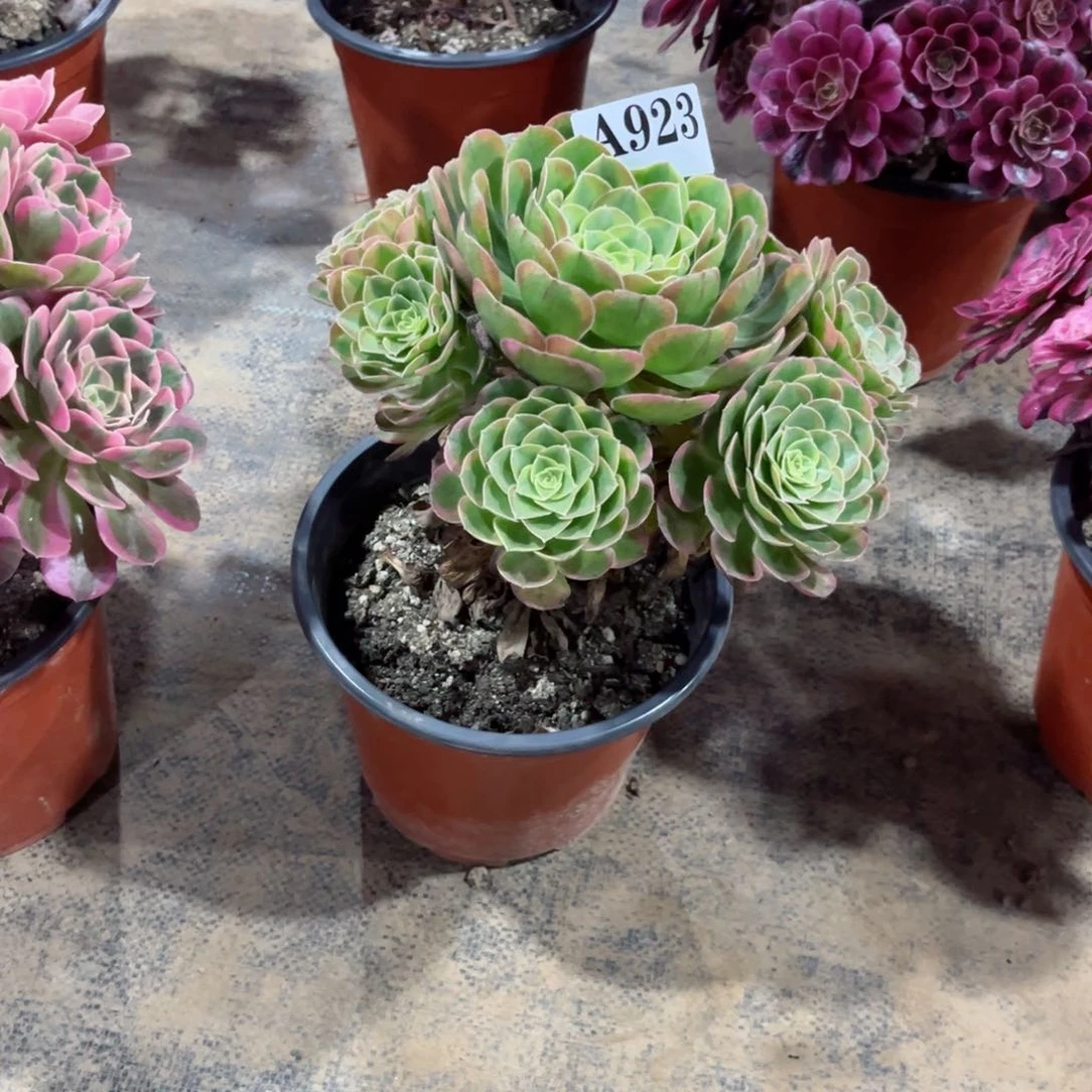 嫩桩奶白锦923多肉植物