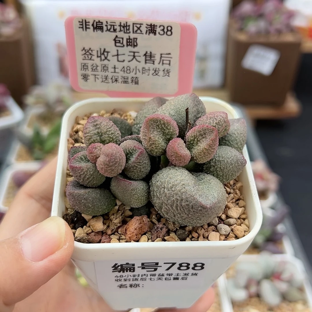 788水蜜桃多肉植物