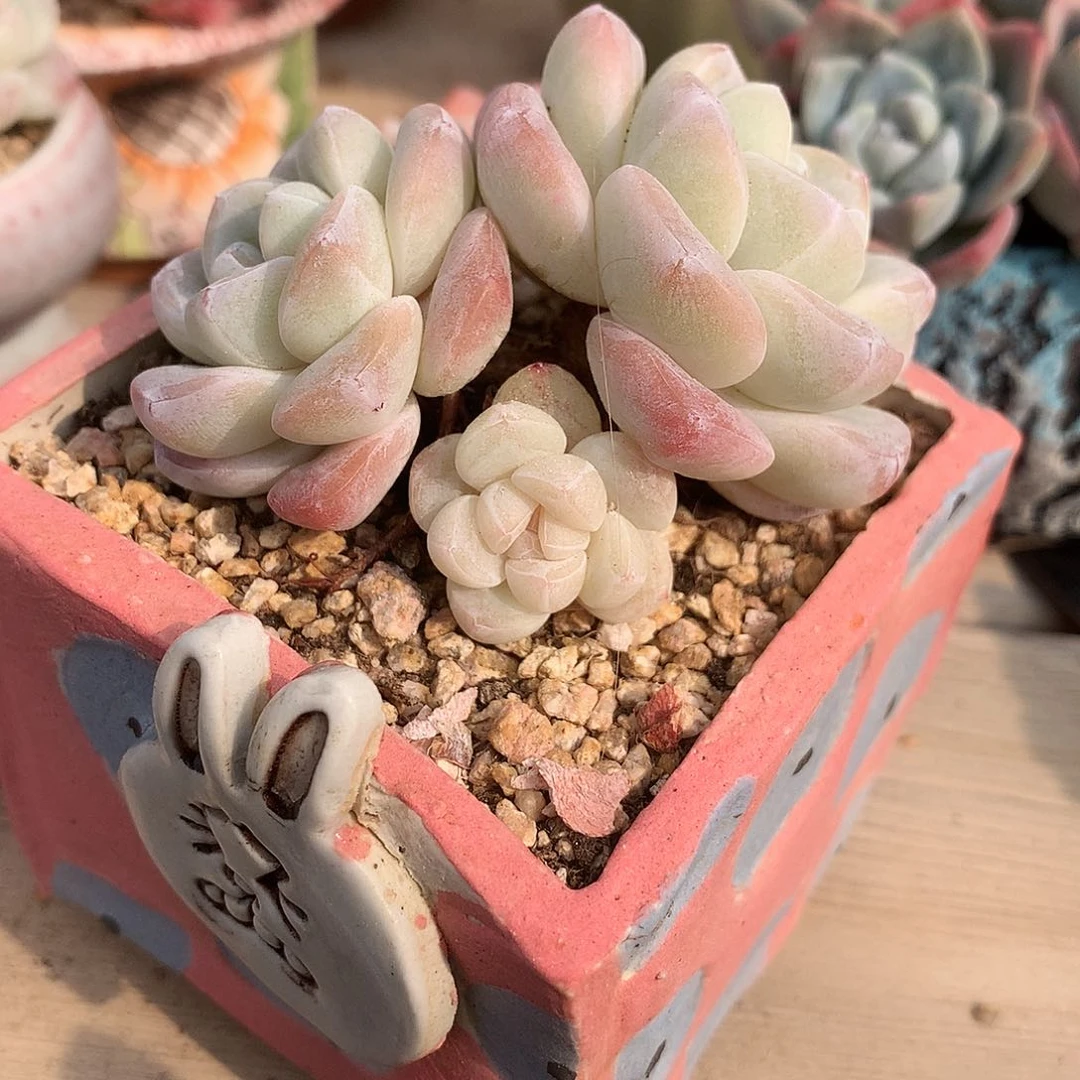 7厘米三头冰玉一颗