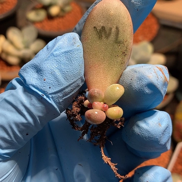 阿****?文乐奶酪锦多肉植物