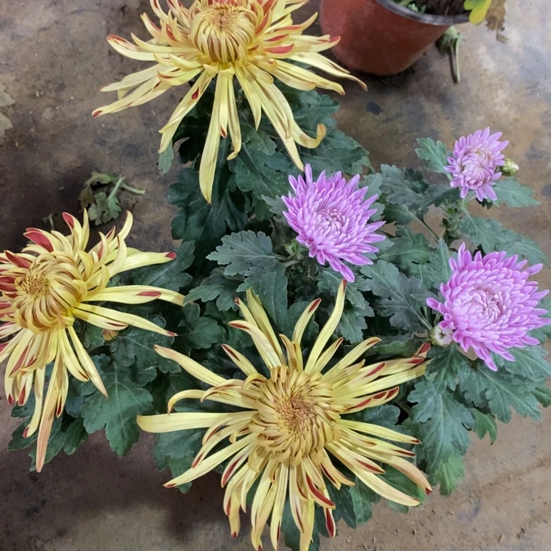 完全开放青山古刹双品16.8