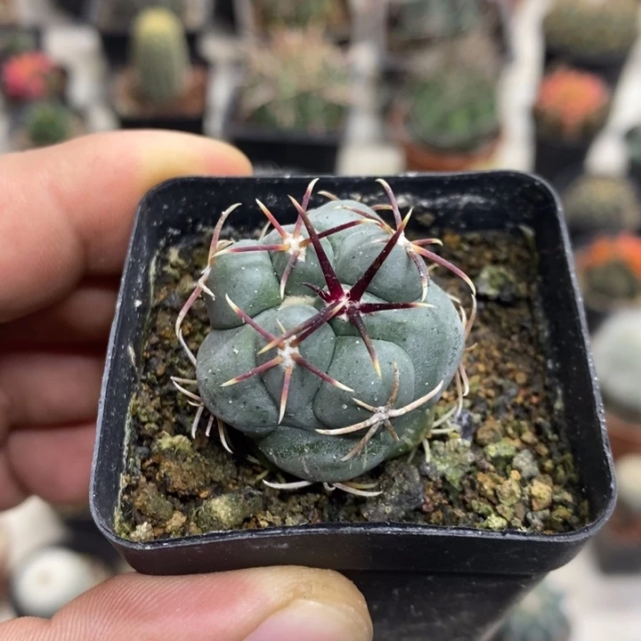实生菲冠龙特价福利