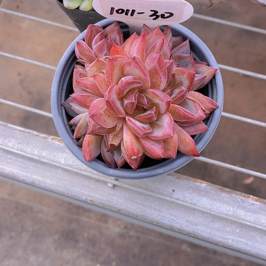 1011-30-夜魔侠墩墩福利一颗一物一拍