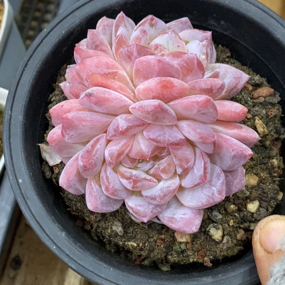 精品多肉一物一拍不包整100