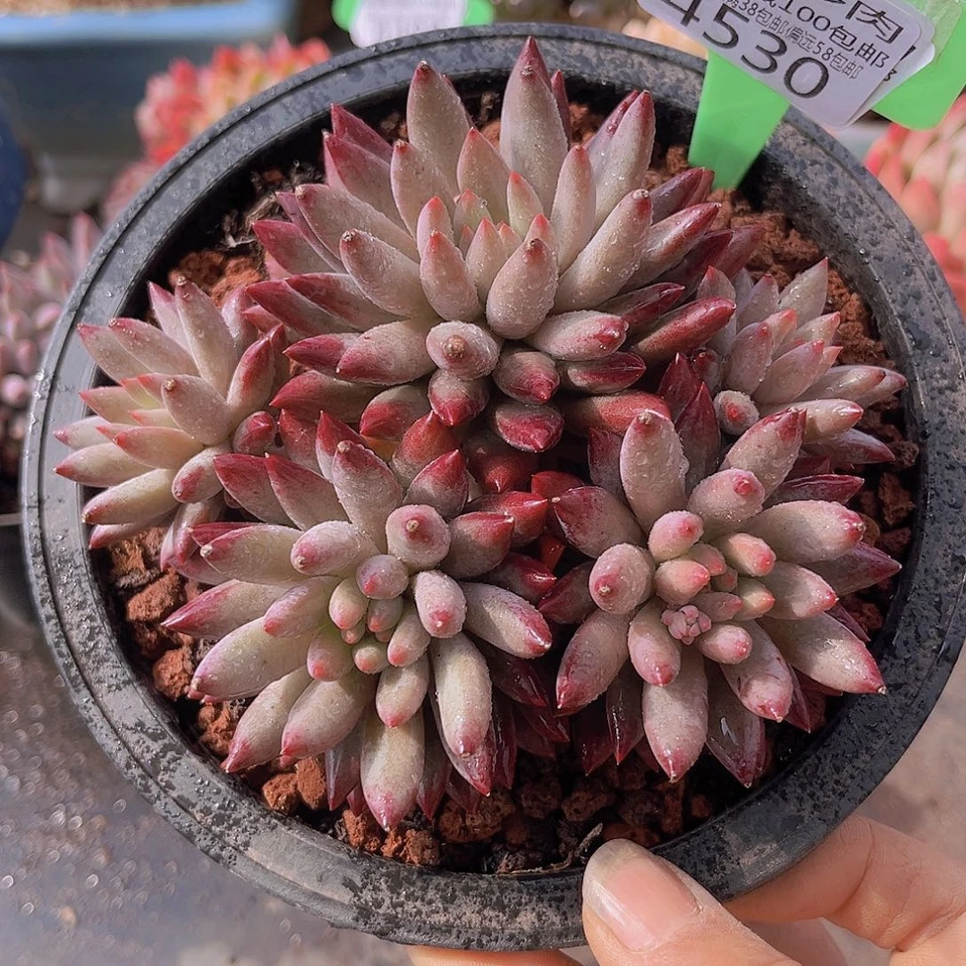 4530虞美人多肉植物