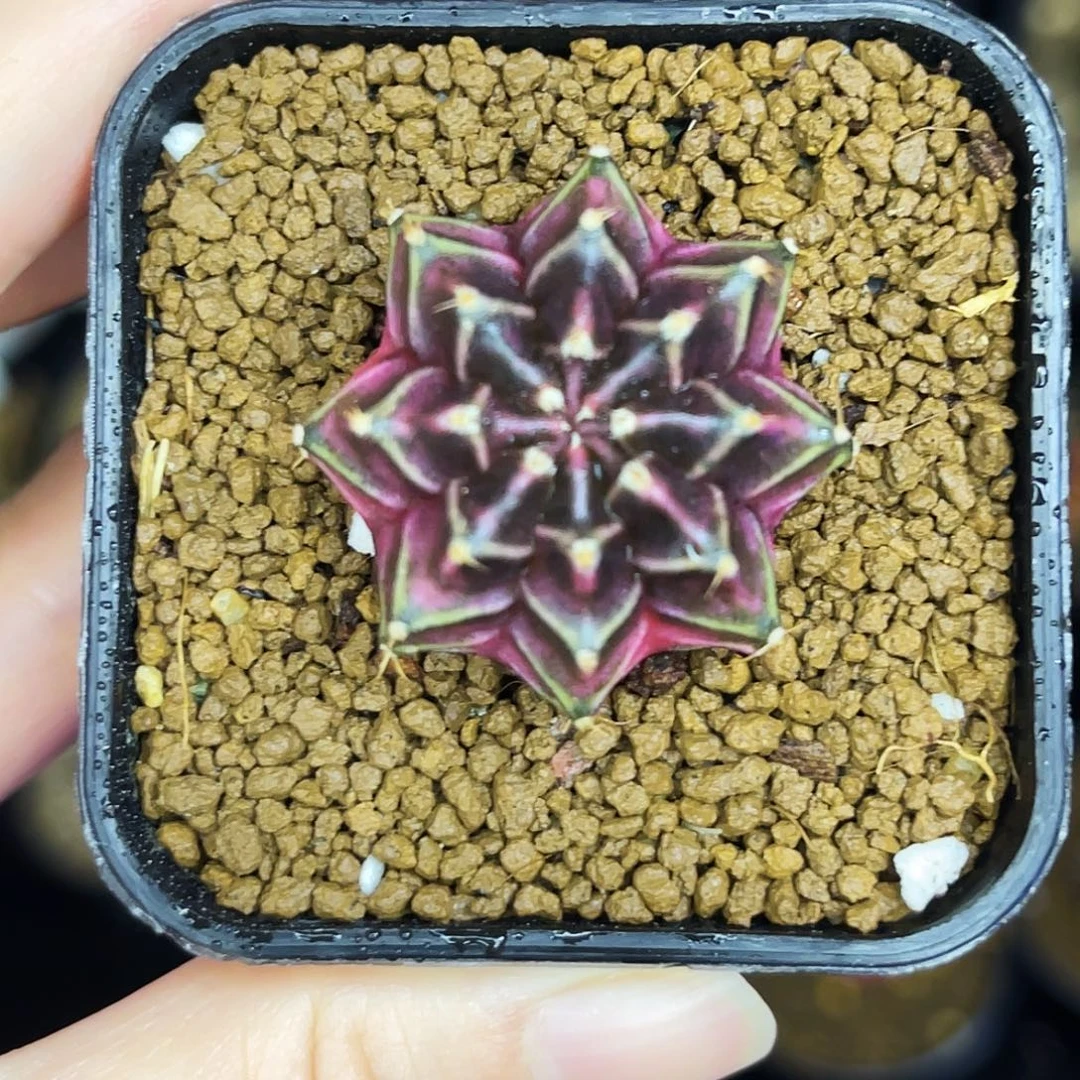 暗黑系米哈 一物一拍 脱土