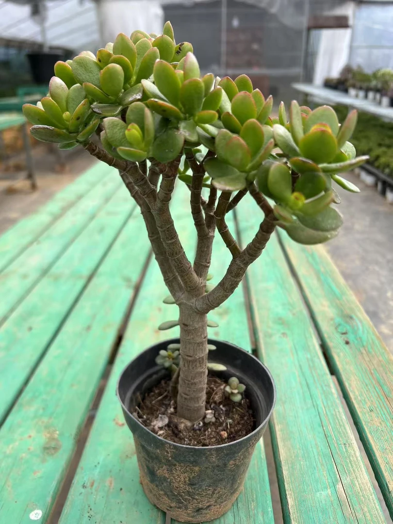 【金子多肉】姬红花月摇钱树好种好养