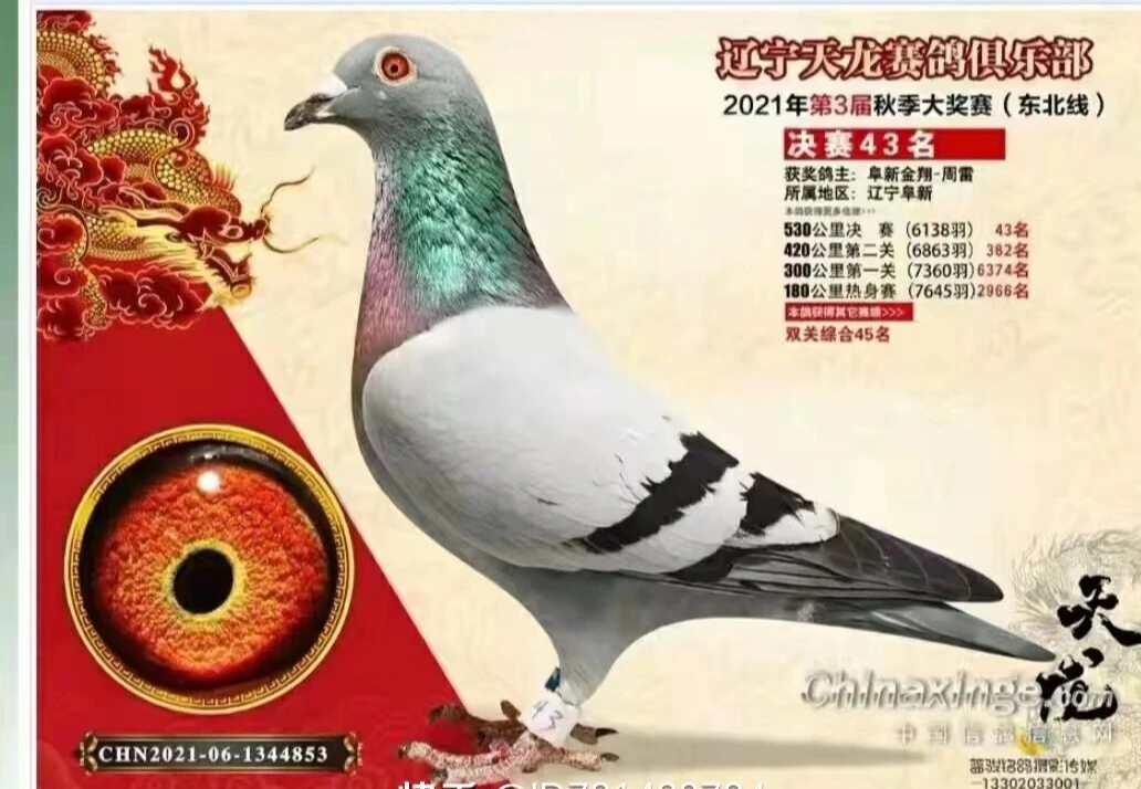 高位成绩鸽喜欢拍