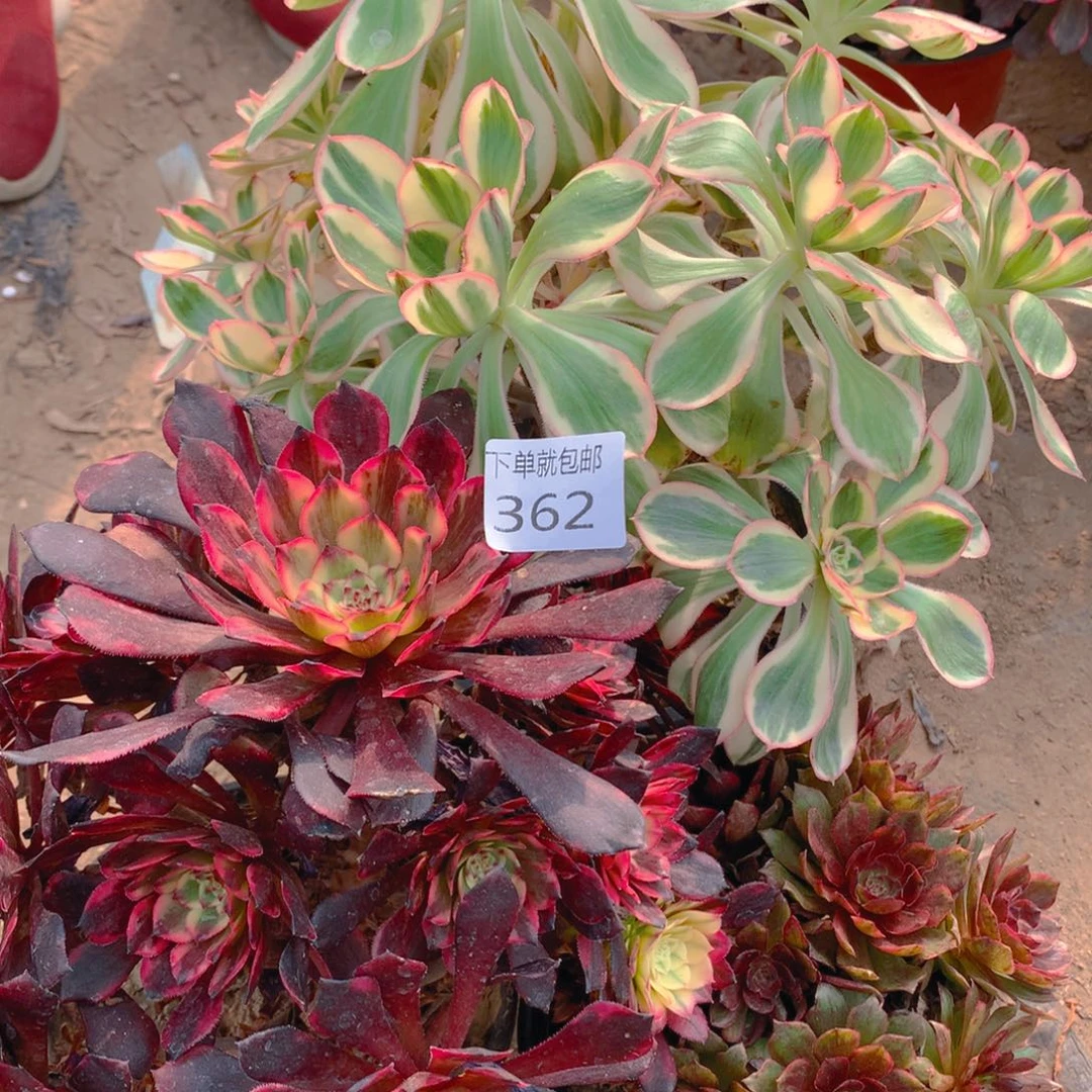 362法师组合老桩多肉