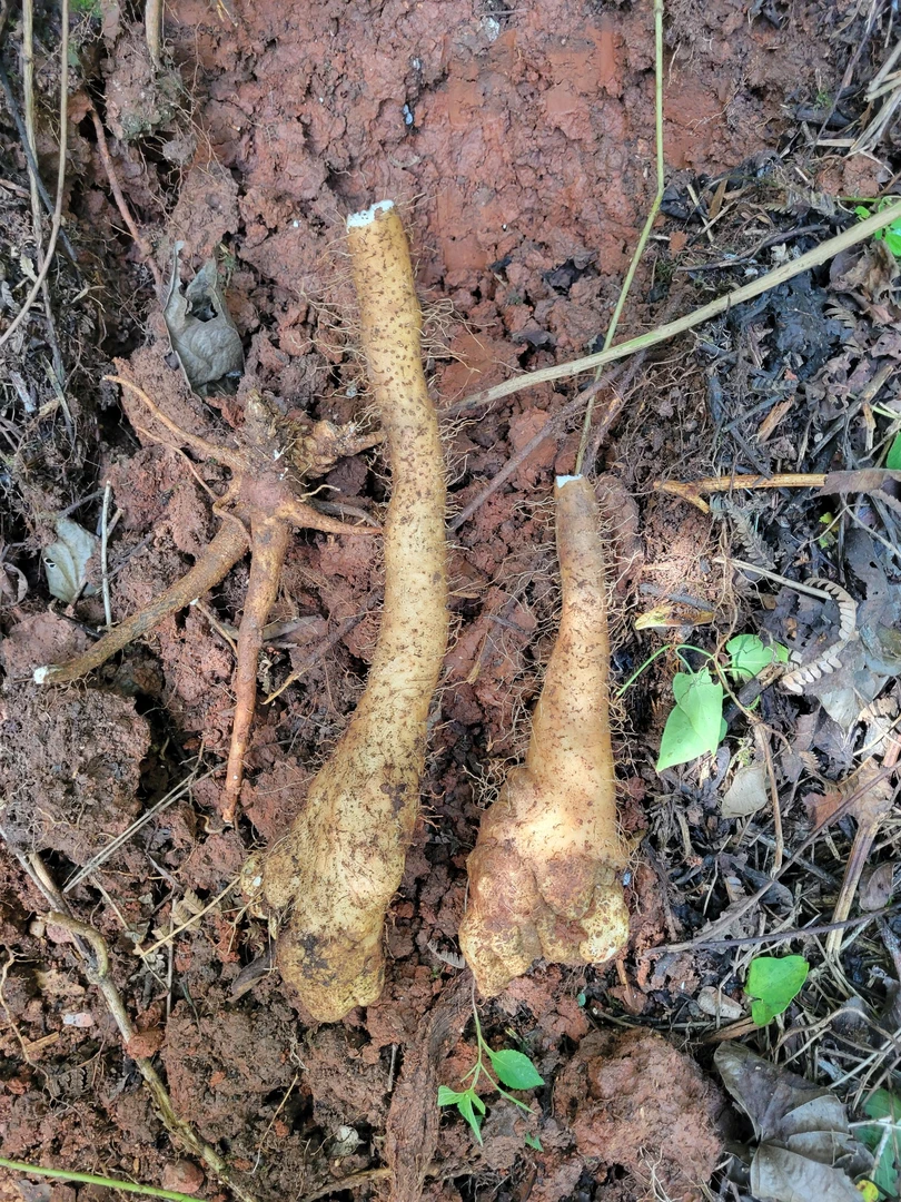 贵州高山野生山药鲜货炖肉煲汤