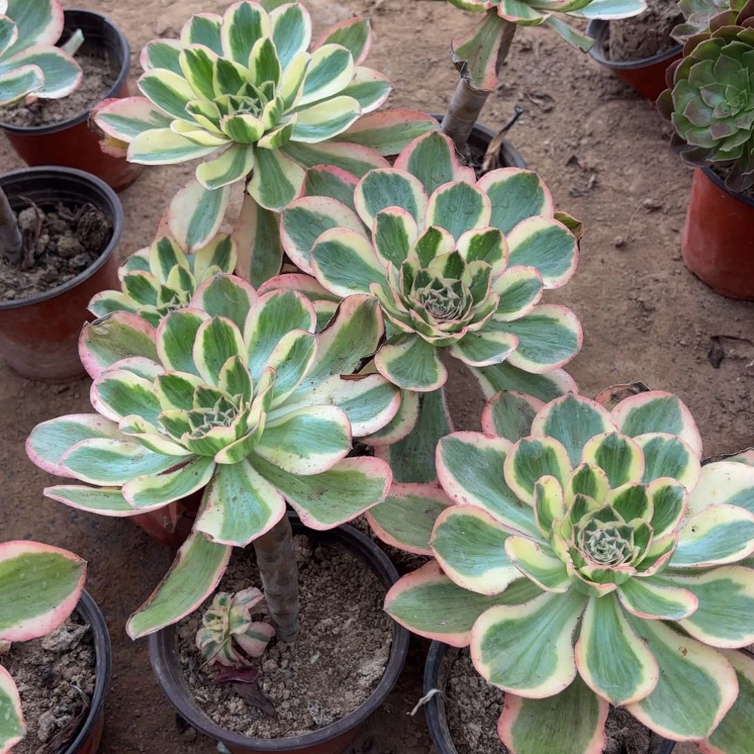 燕姿锦9.9多肉植物