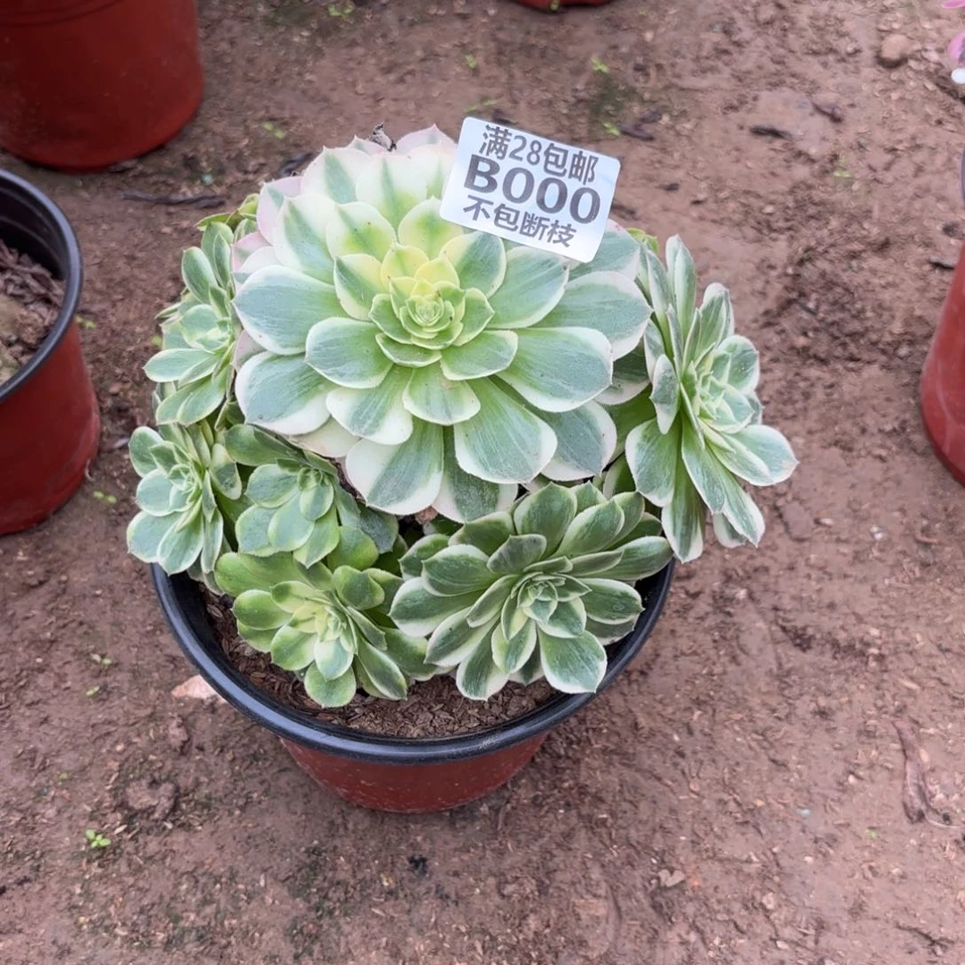 N. 000海鲜多肉1223