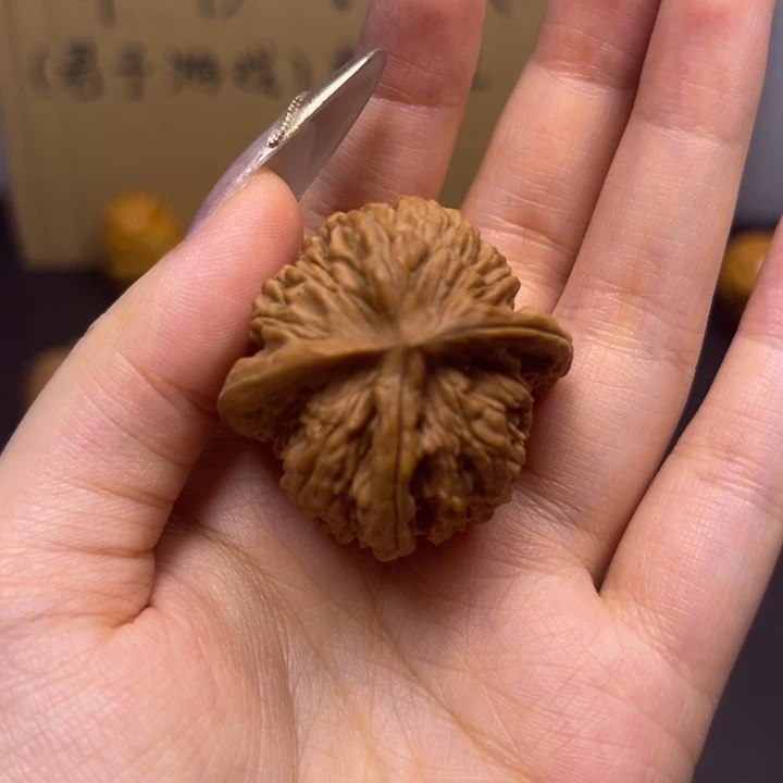 有***角菩提籽类麦穗虎头三棱单只