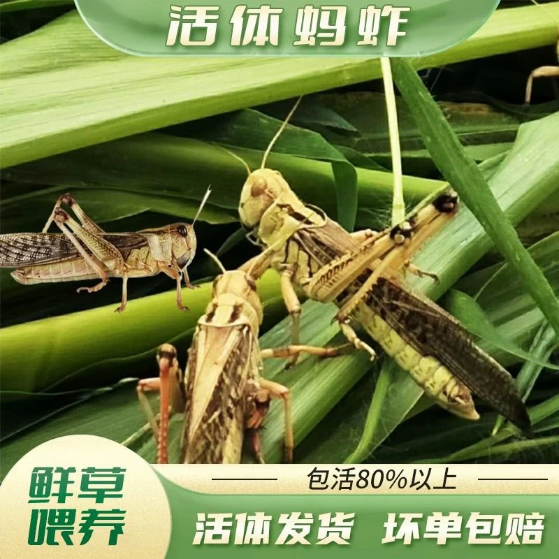 云南纯公蝗虫三四龄东亚飞蝗提性画眉比赛专用虫鸟食