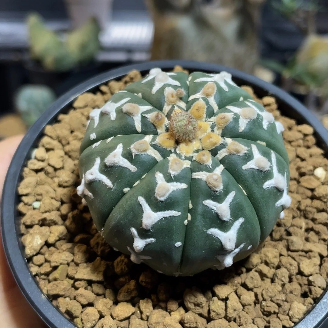 v兜带盆包邮发货