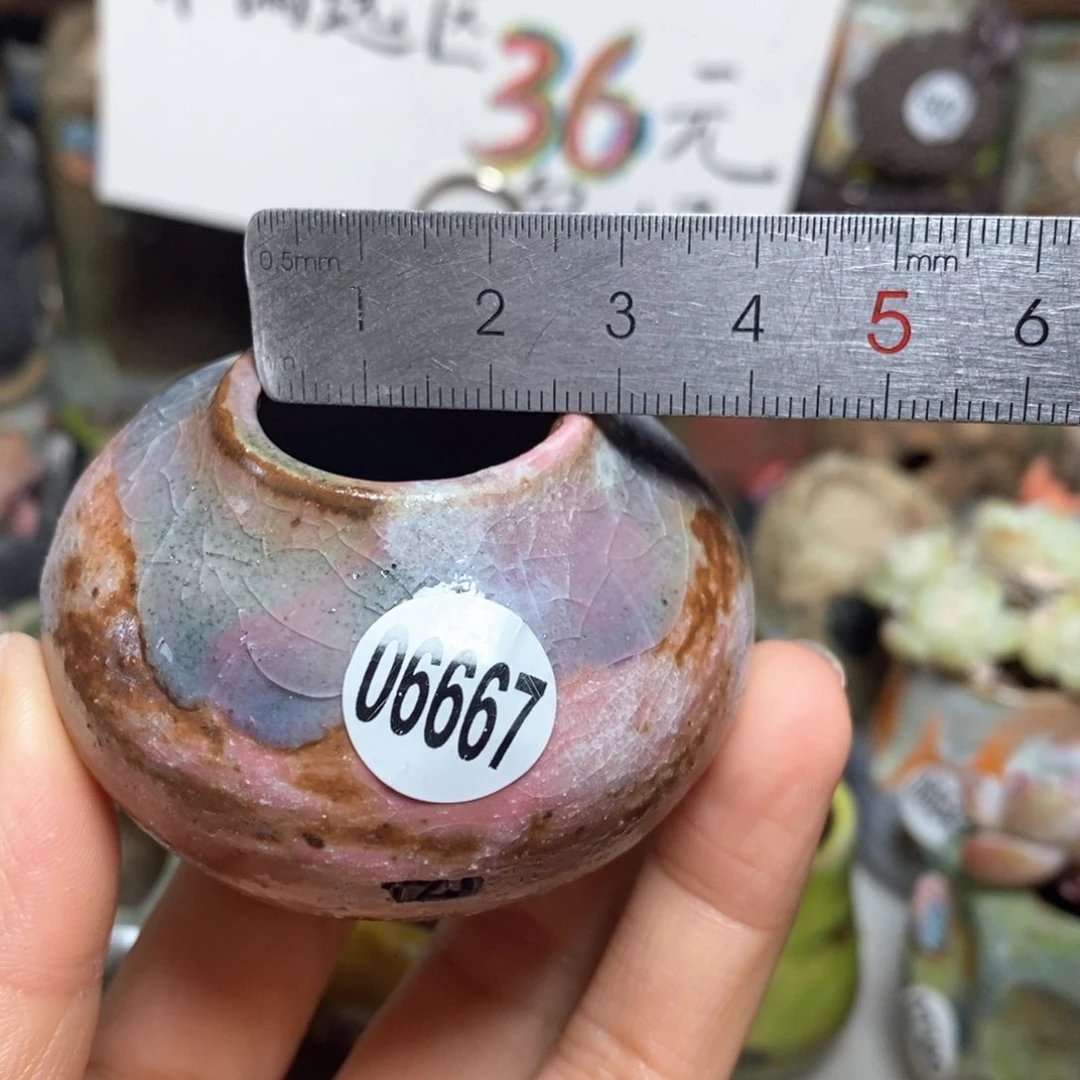 花盆拍5送一个小礼物