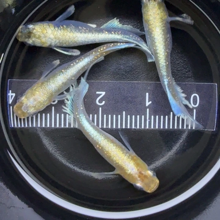 青鳉鱼宽鳍祖母绿7号