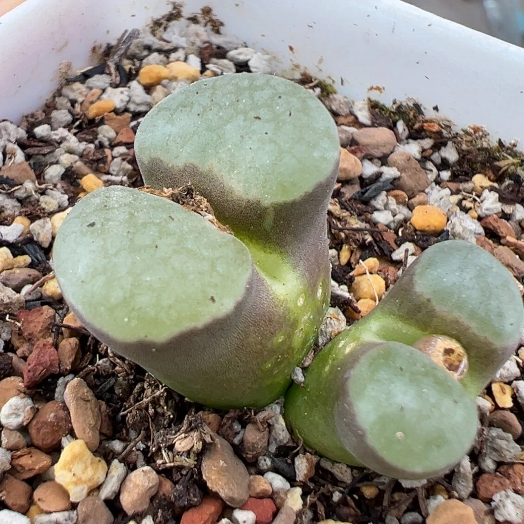 10.25好看的多肉脱土发货495