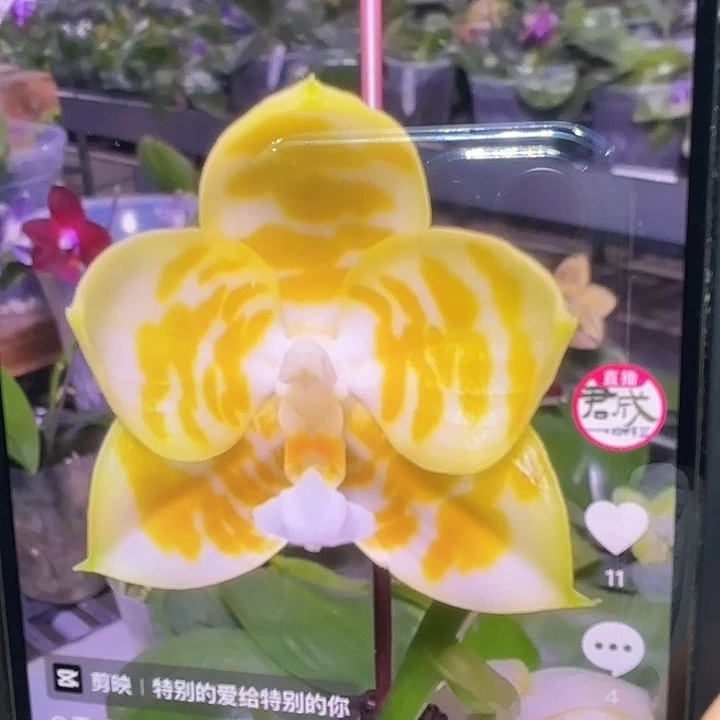 当前无花栽培后可以开花绿情歌