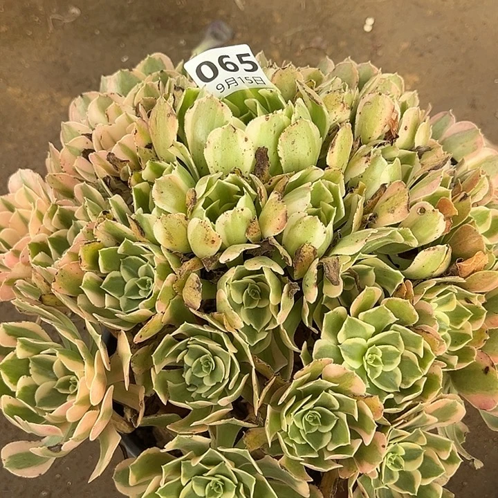 墨***凉9.15-65妖月多肉植物1