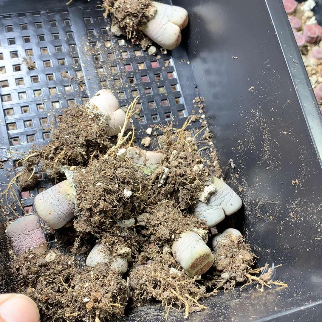 ヅ*饭G405多肉植物保护