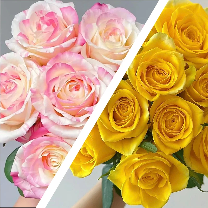 方德玫瑰20枝各种短腿45cm左右【1单包邮】