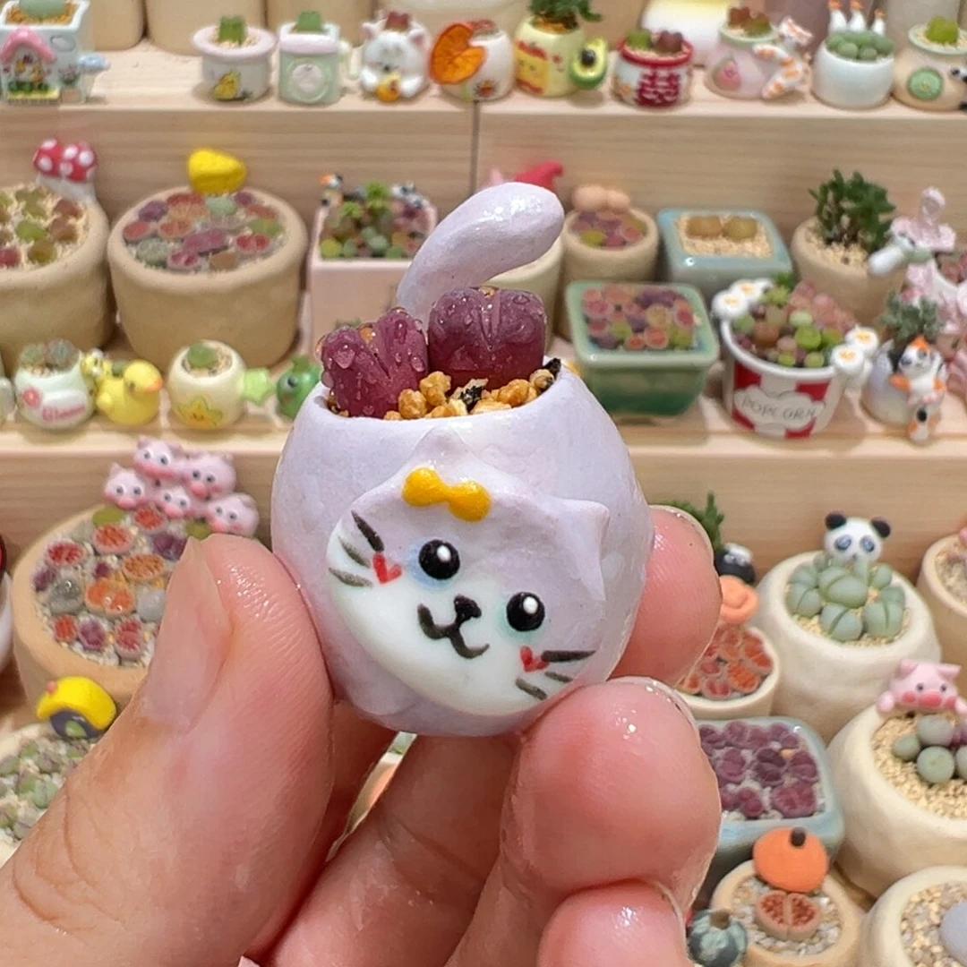 多肉植物10号拇指盆