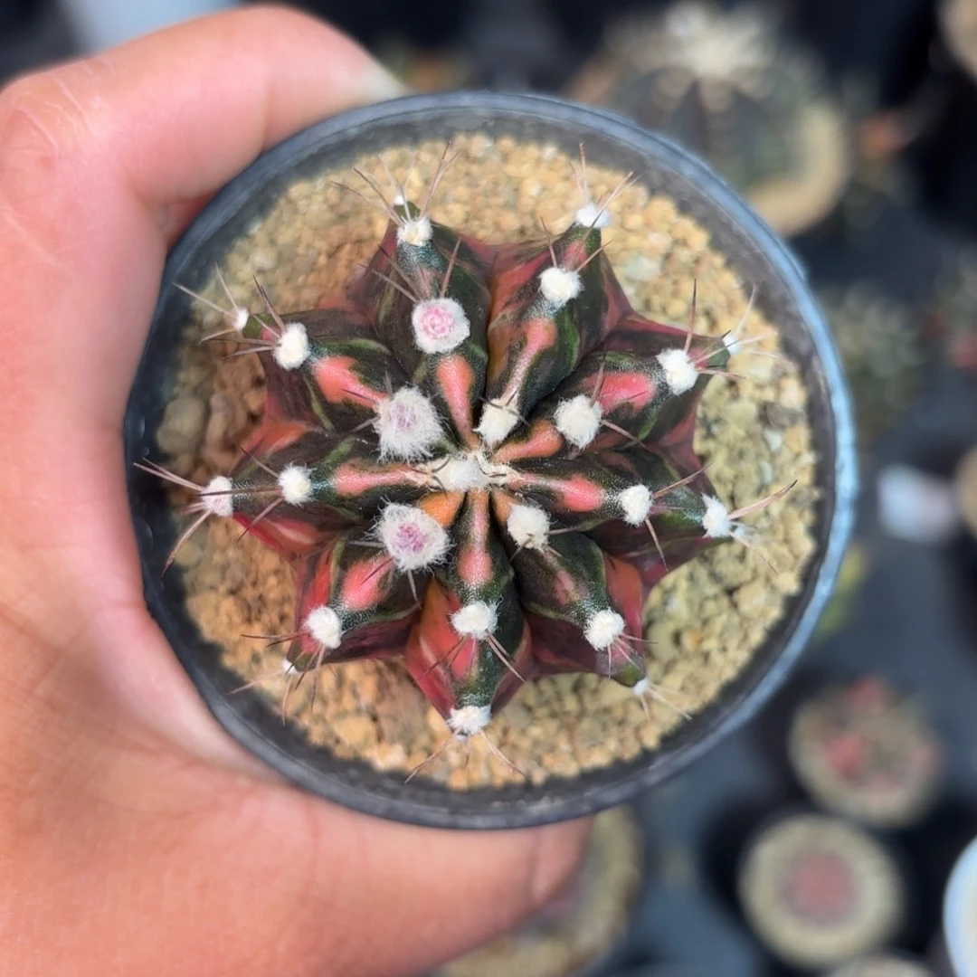 泰系米哈仙人球60