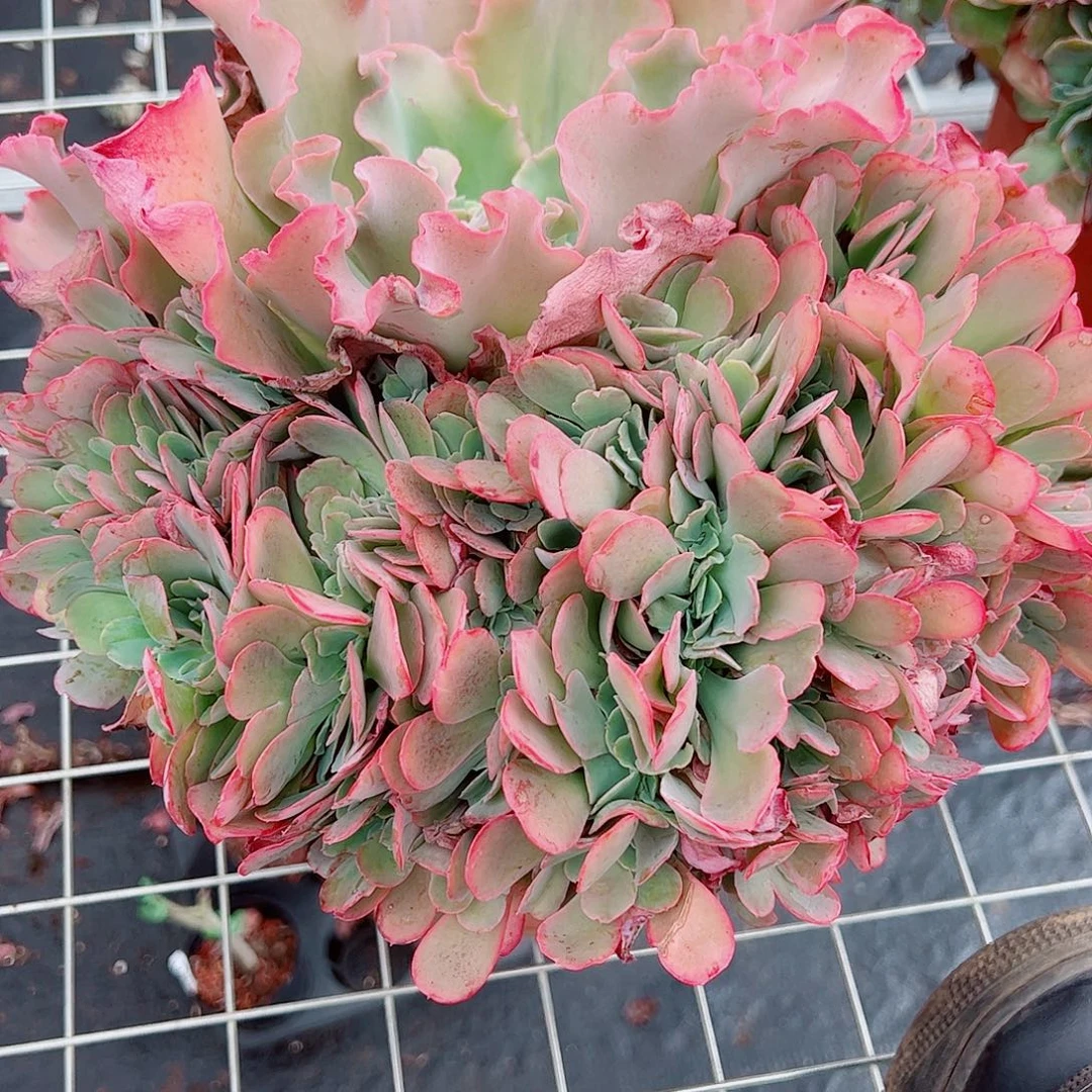 高莎之翁缀多头大盆群生