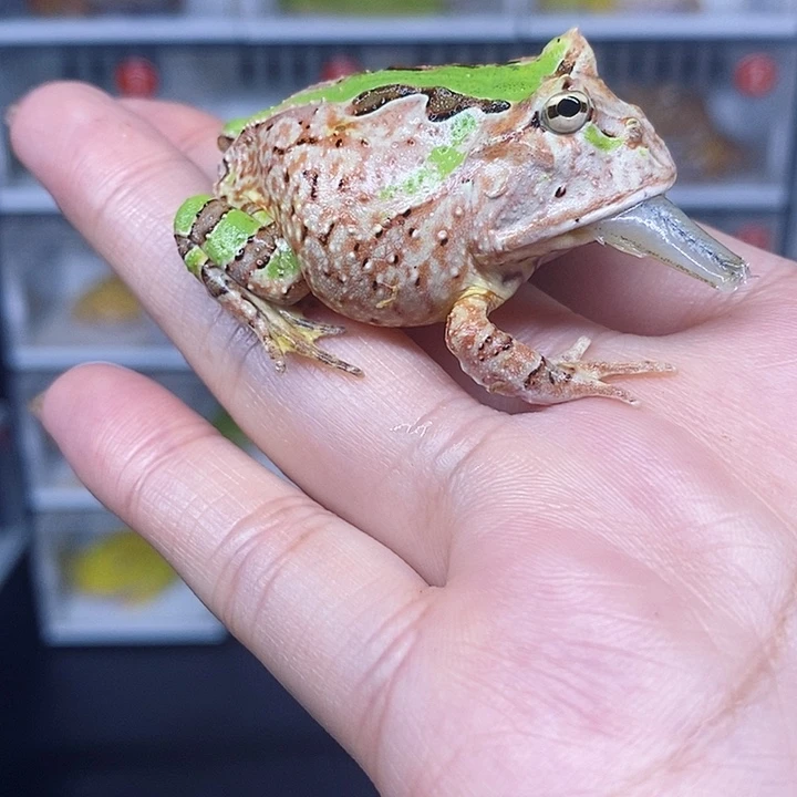 特价秒杀活动蛙蛙