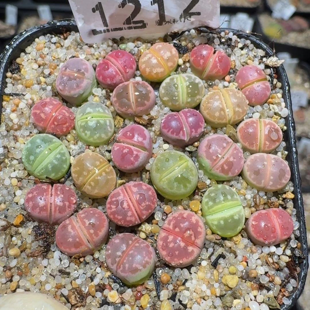 zzzz精品生石花1212