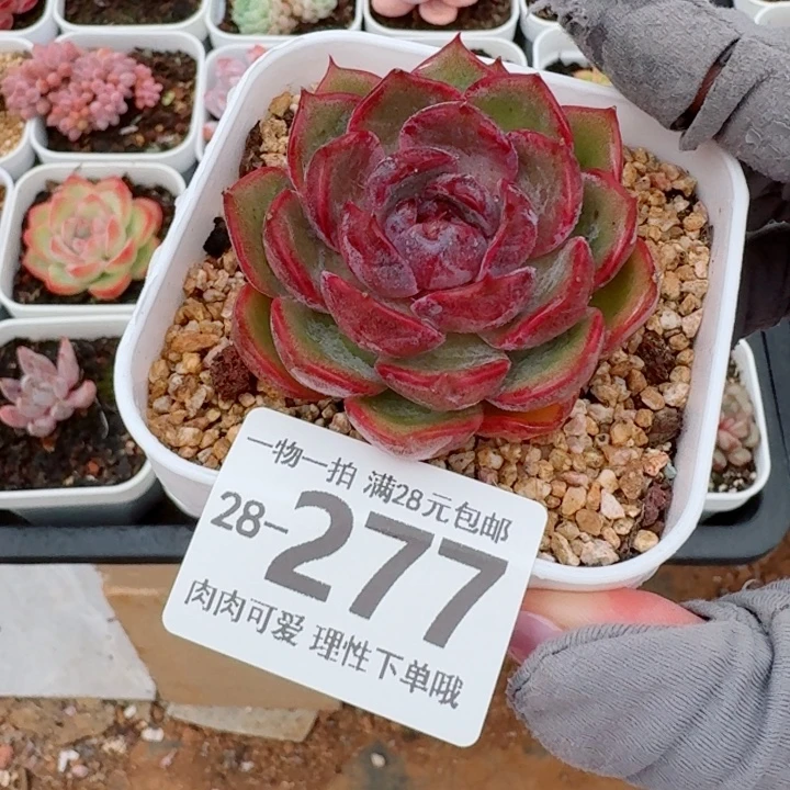 蓝莓肉无盆土发货