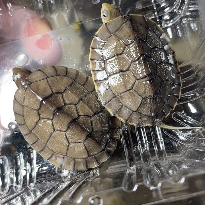 不分公母宠物龟两只南石苗