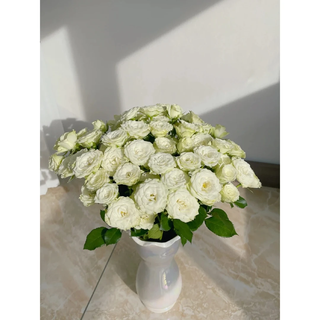 【多头繁星】白色淡雅玫瑰 云南基地直发 一单也包邮 鲜切玫瑰