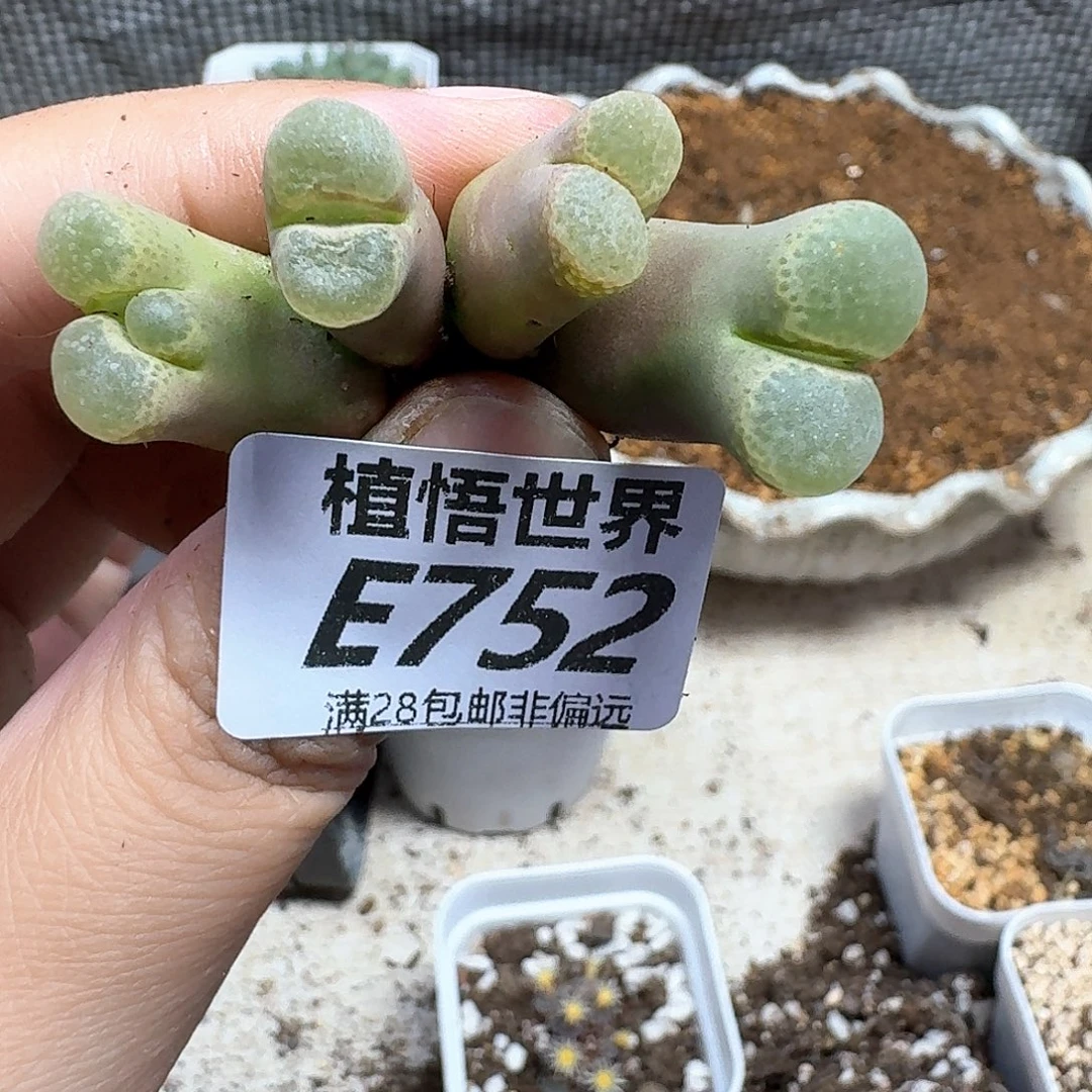 多肉植物的润泽gbb