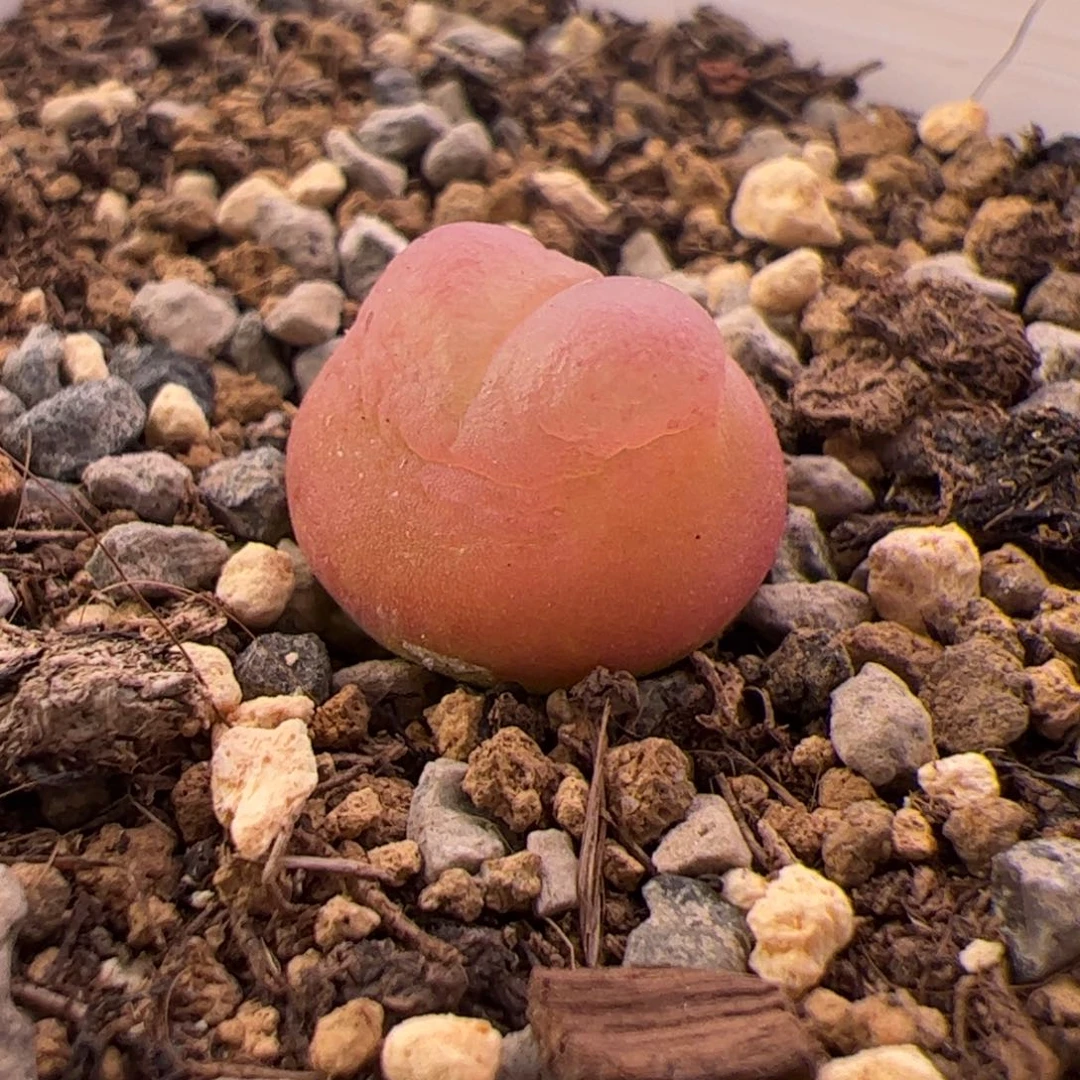 1.2拉登福利多肉10