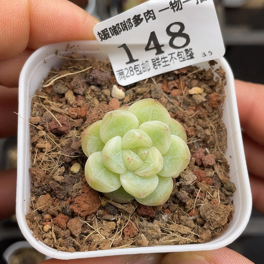 148 3.5一物一拍精品美肉